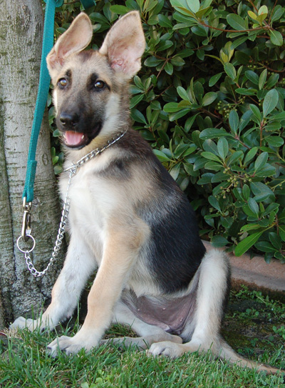 Tawnie von Tavanne sitting